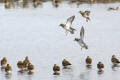 Golden Plover
