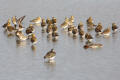 Golden Plover