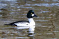 Goldeneye