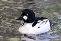 Goldeneye