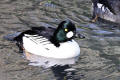 Goldeneye