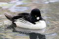 Goldeneye