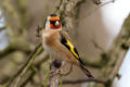 Goldfinch