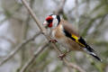 Goldfinch