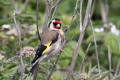 Goldfinch