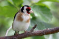 Goldfinch