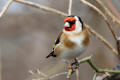 Goldfinch