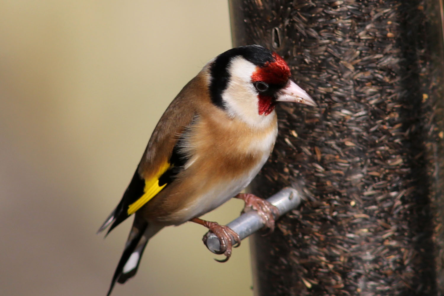 Niger seed feeder