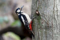 Great-spotted Woodpecker