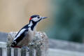 Great Spotted Woodpecker