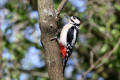 Great Spotted Woodpecker