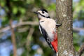 Great Spotted Woodpecker