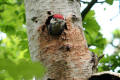 Great Spotted Woodpecker