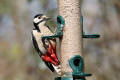 Great Spotted Woodpecker