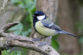 Great Tit