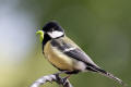 Great Tit