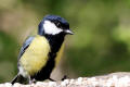 Great Tit