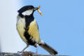 Great Tit
