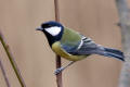 Great-Tit