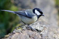 Great Tit