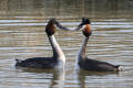 Great-crested Grebe