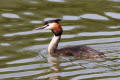 Great-crested Grebe