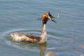 Great-crested Grebe