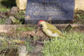 Green Woodpecker