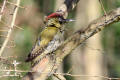 Green Woodpecker