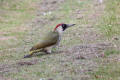 Female Green Woodpecker