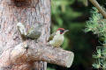 Green Woodpecker