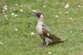 Male Green Woodpecker