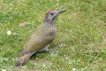 Juvenile Green Woodpecker