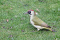 Green Woodpecker