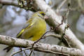 Greenfinch