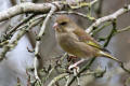 Greenfinch