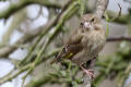 Greenfinch