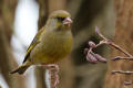 Greenfinch