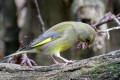 Greenfinch