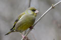 Greenfinch