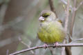 Greenfinch