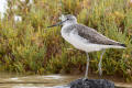 Greenshank