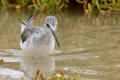 Greenshank