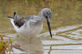 Greenshank