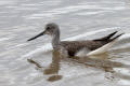 Greenshank