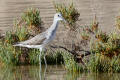 Greenshank