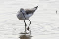 Greenshank