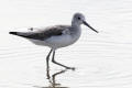 Greenshank