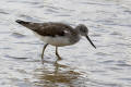 Greenshank