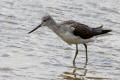 Greenshank